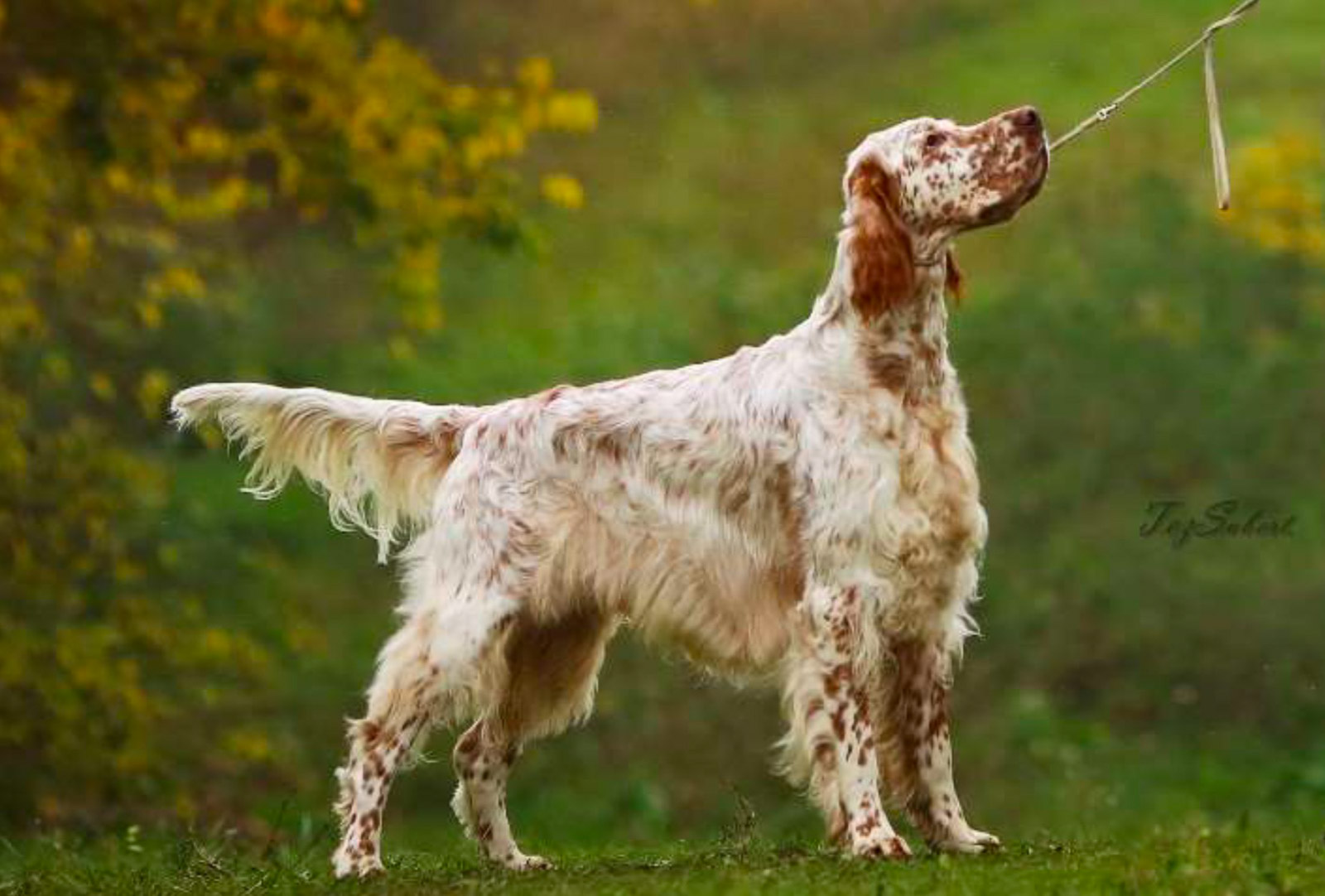 ASLAN LIKE AN ANGEL ROYAL SETTER