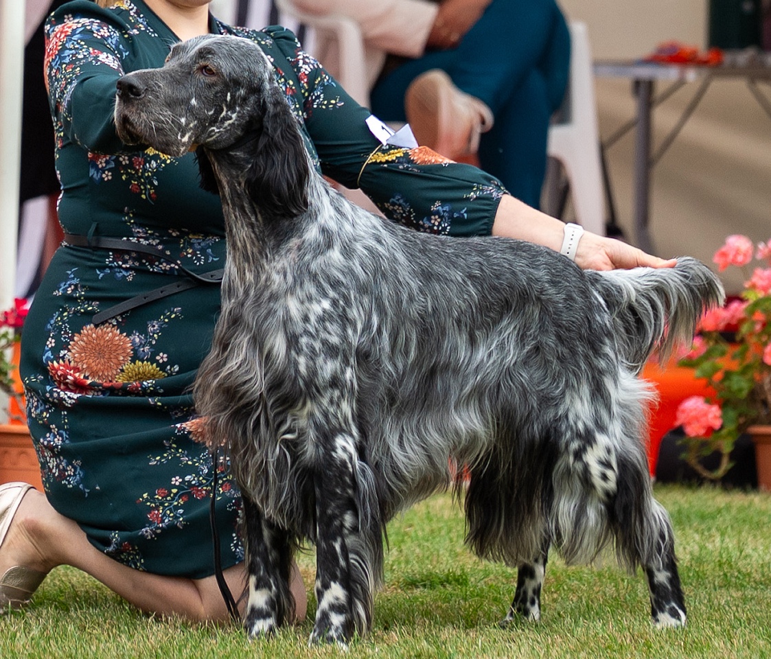 C WHISKEY HARRY DAMA KRKONOŠE