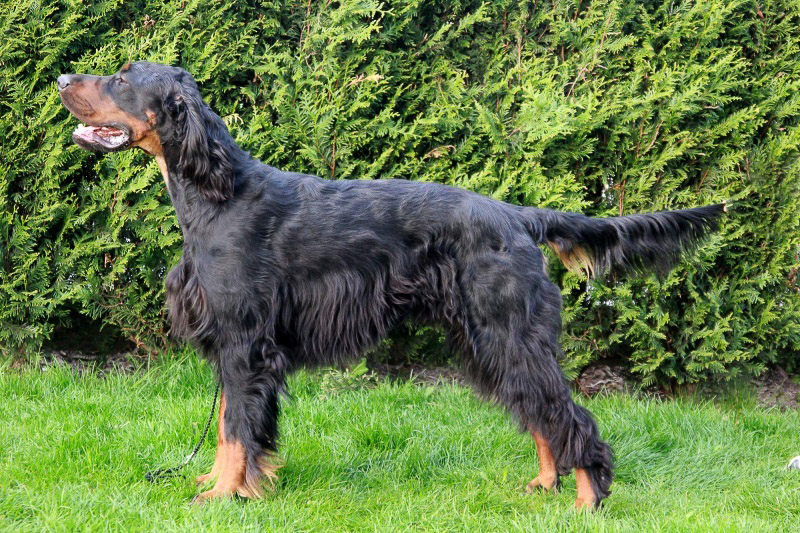 BANDIT MANON LESCAUT