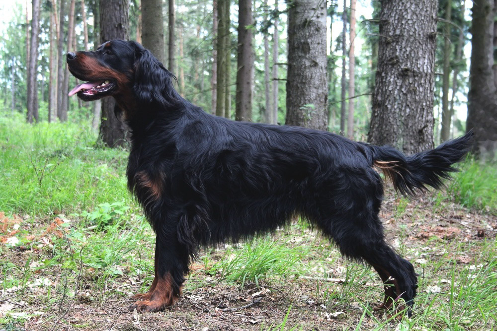 DEINA Z DVORKU ČAMOURKU