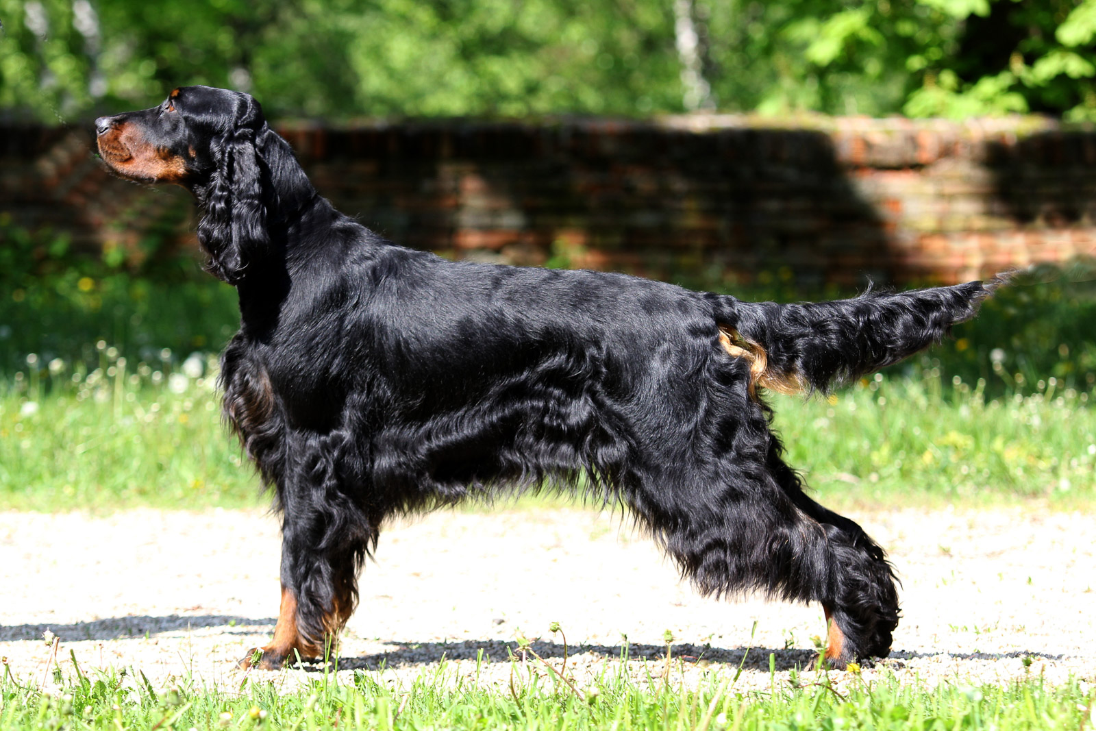 CAFFÉ RACER MANON LESCAUT