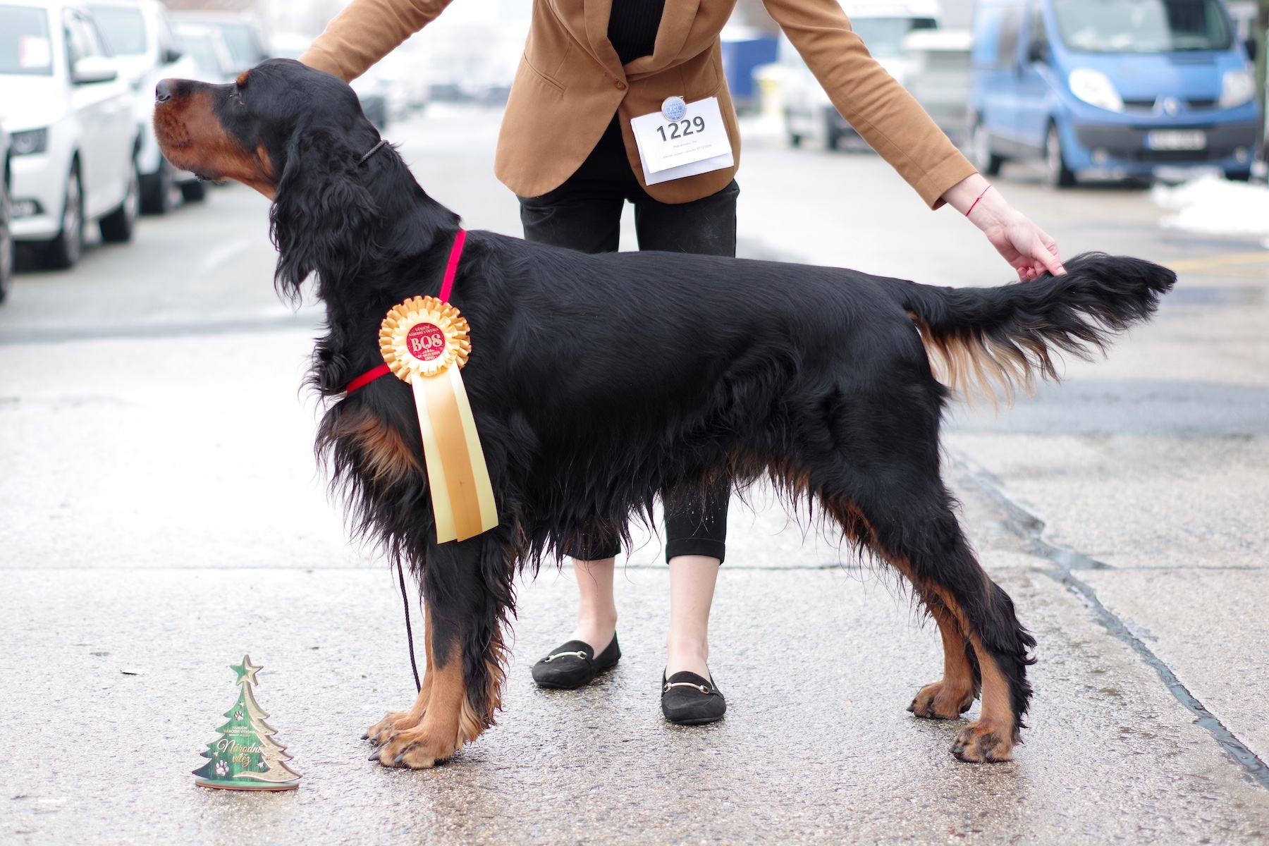 CERBERUS SILESIA SETTER