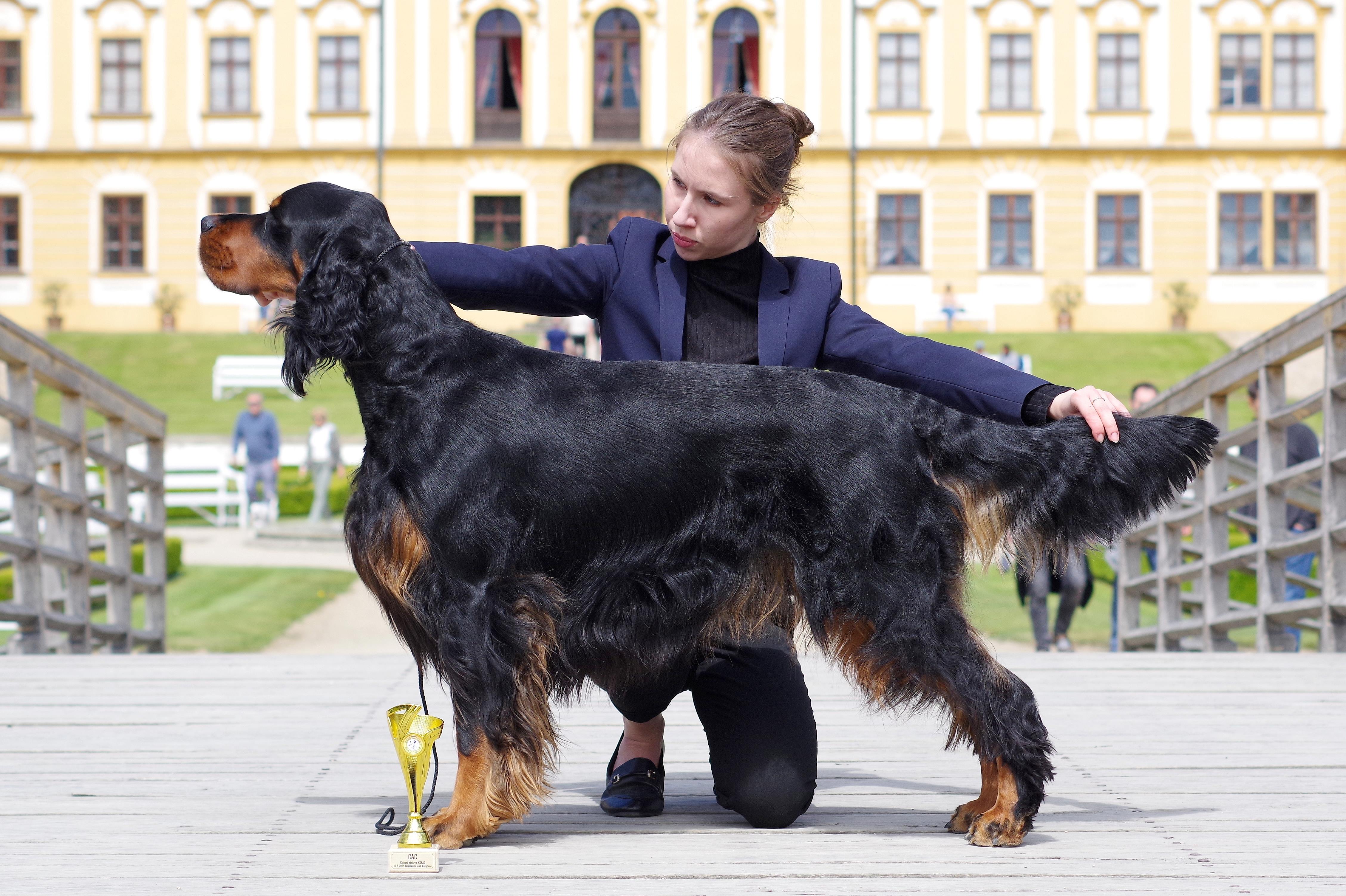 CERBERUS SILESIA SETTER