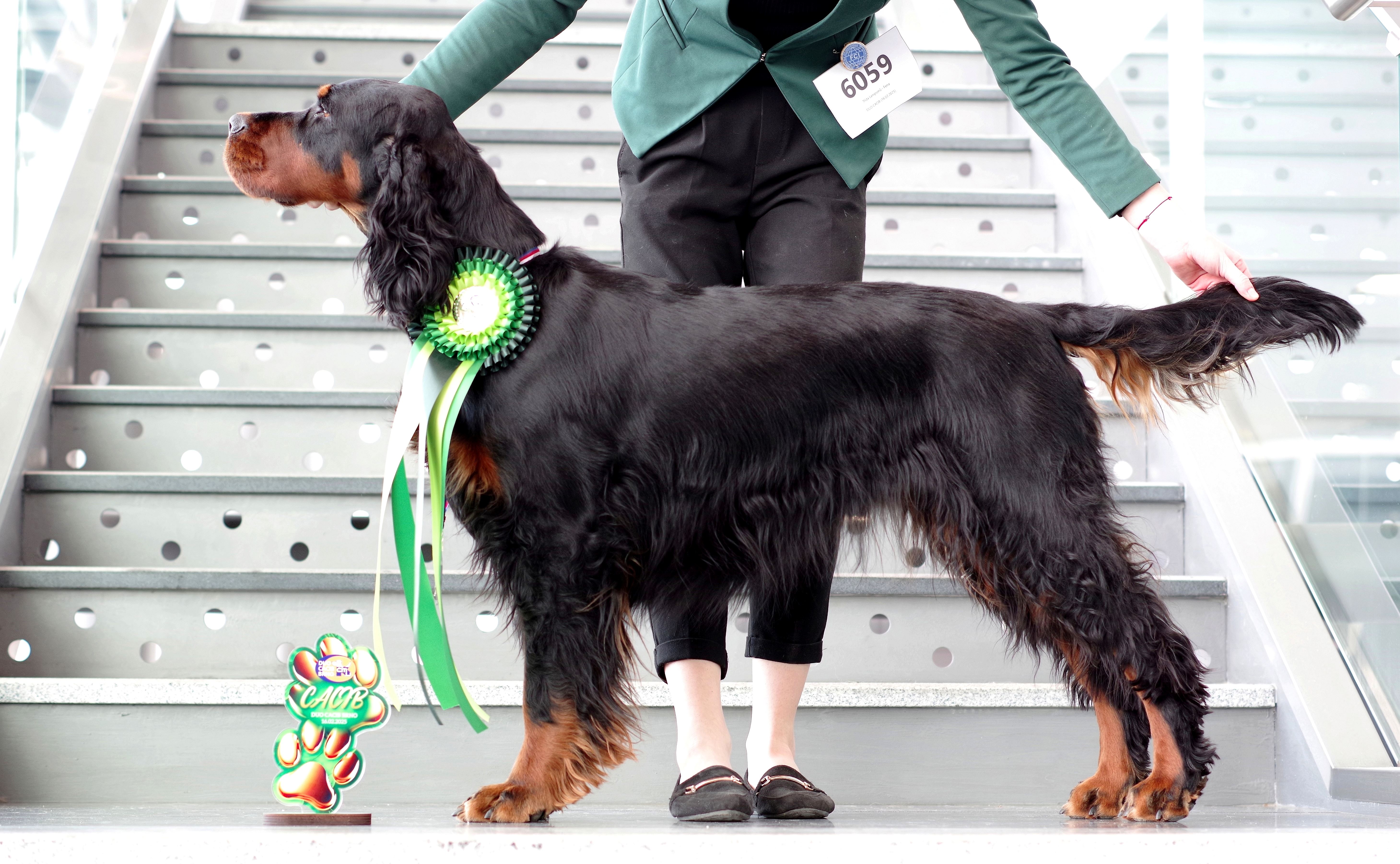 CERIDWEN SILESIA SETTER