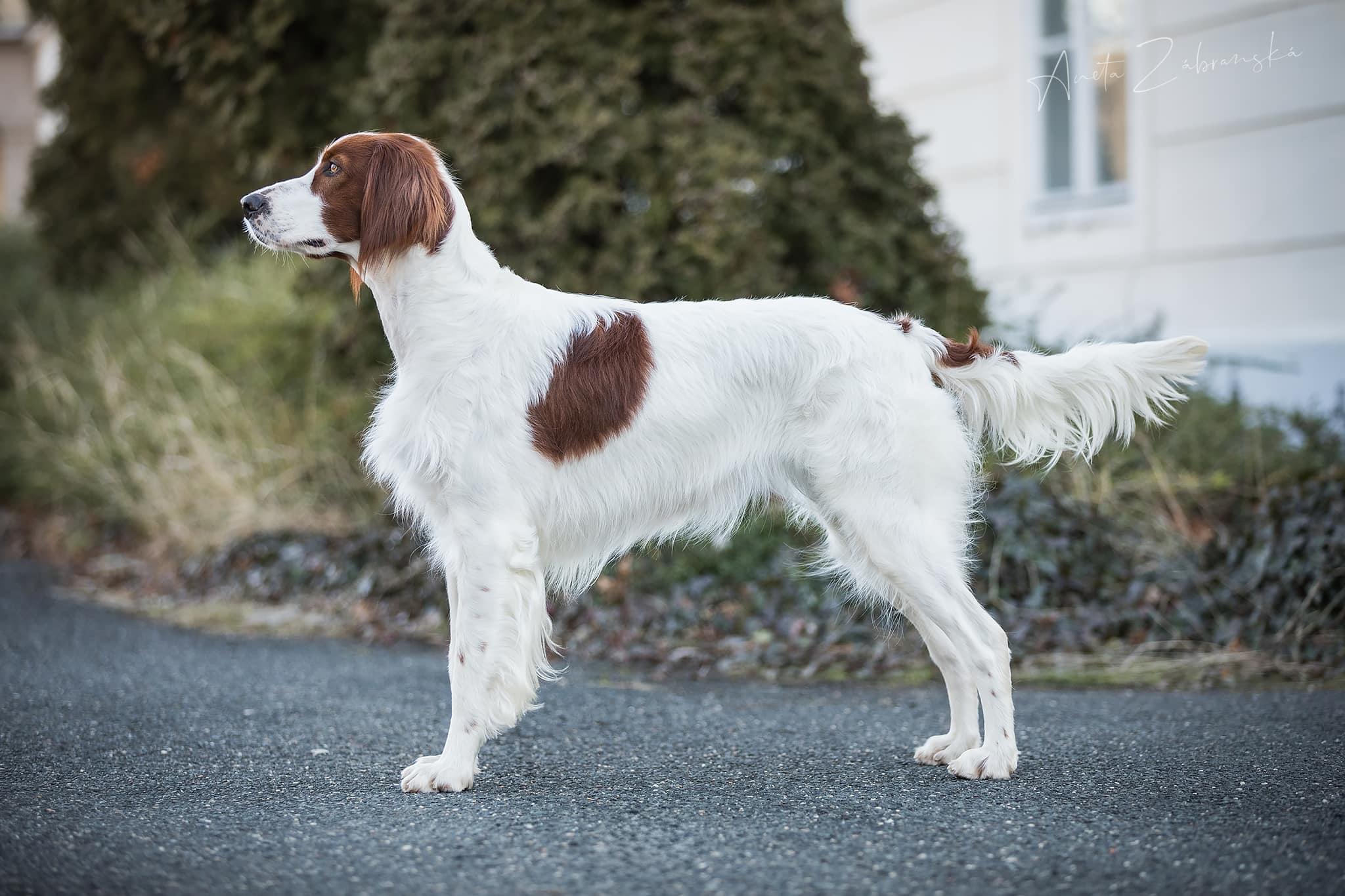 GWENDOLYN SHADOW DOG