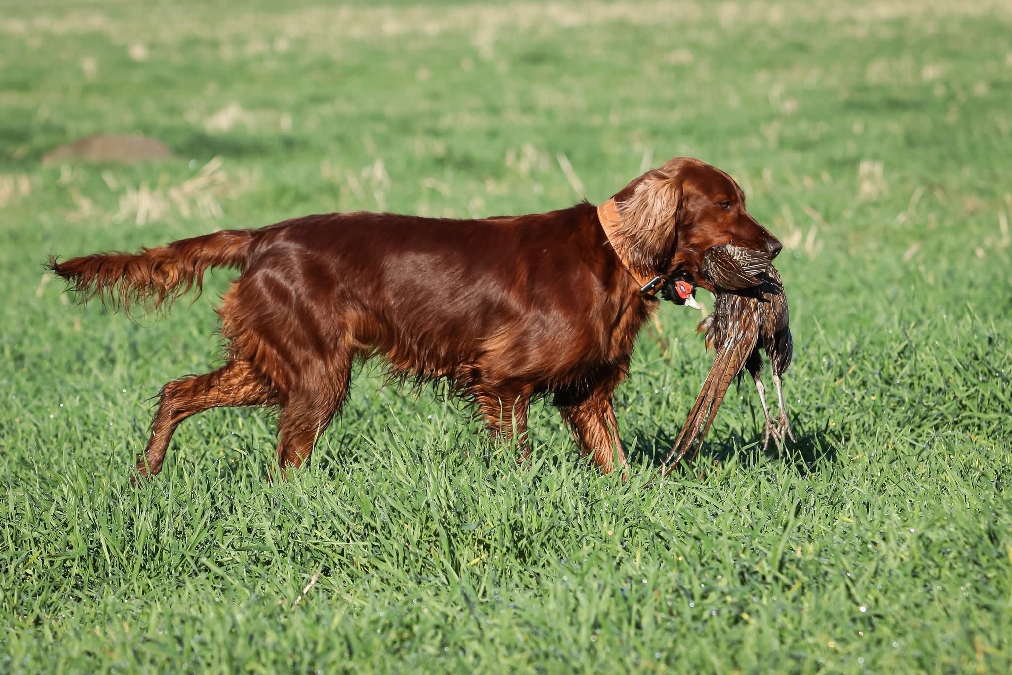 OLIVIE ZE ŠUMAVSKÉHO KRAJE