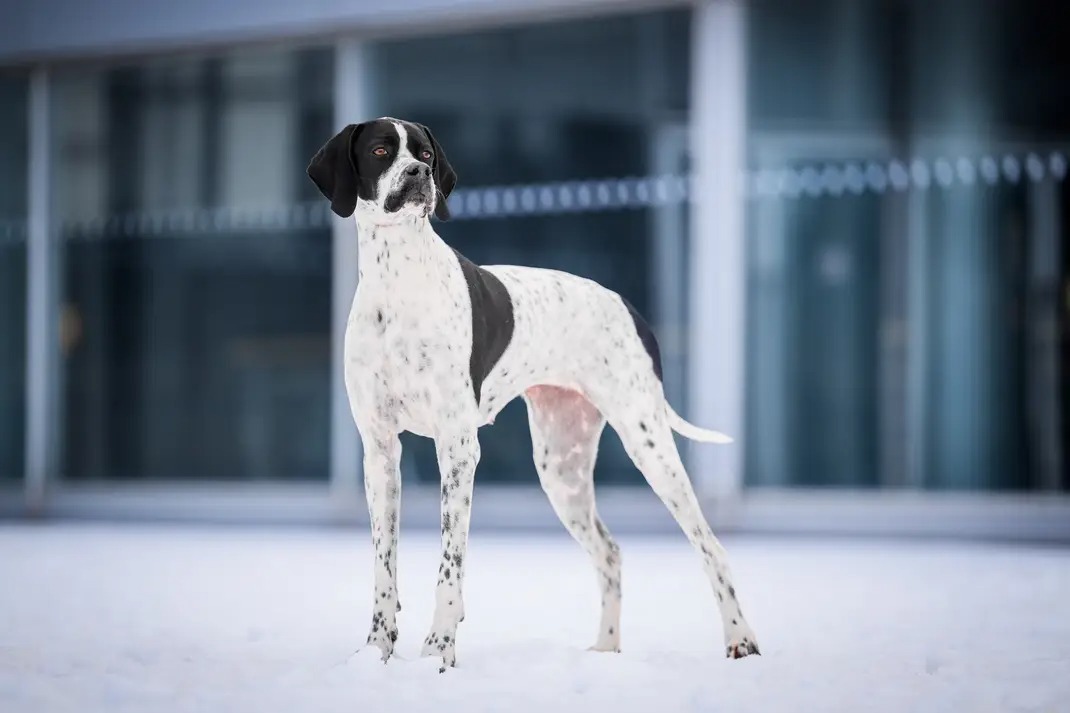 ABIGAIL AGEL MORAVIA