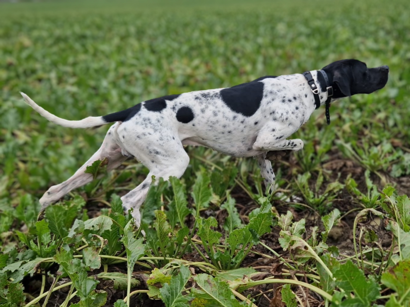 JAGUAR ZE ZAJEČÍCH POLÍ